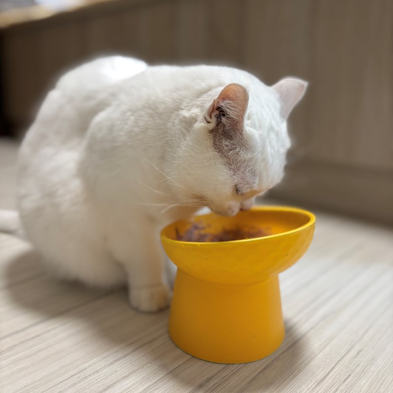 試用